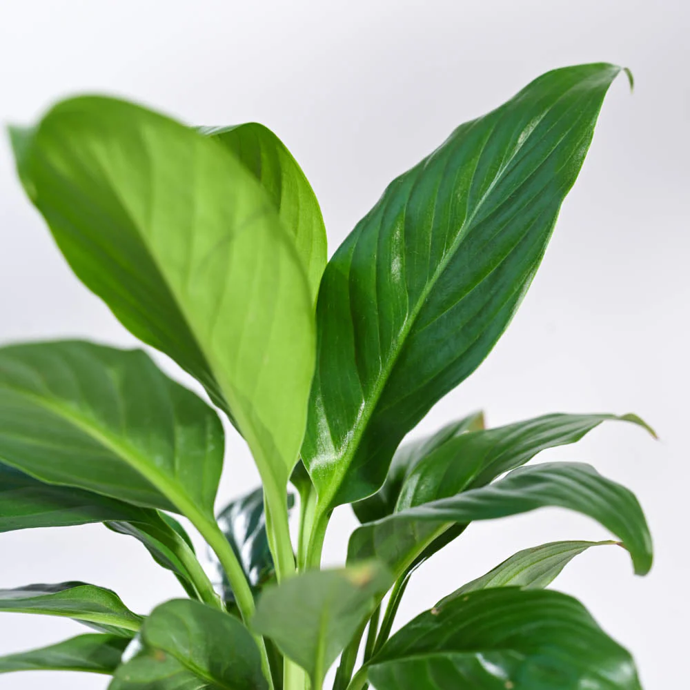 Peace Lily Plant Uncle image 02