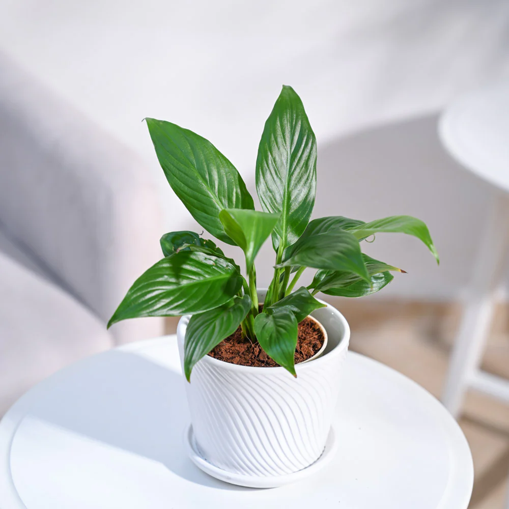 Peace Lily Plant Uncle image 03