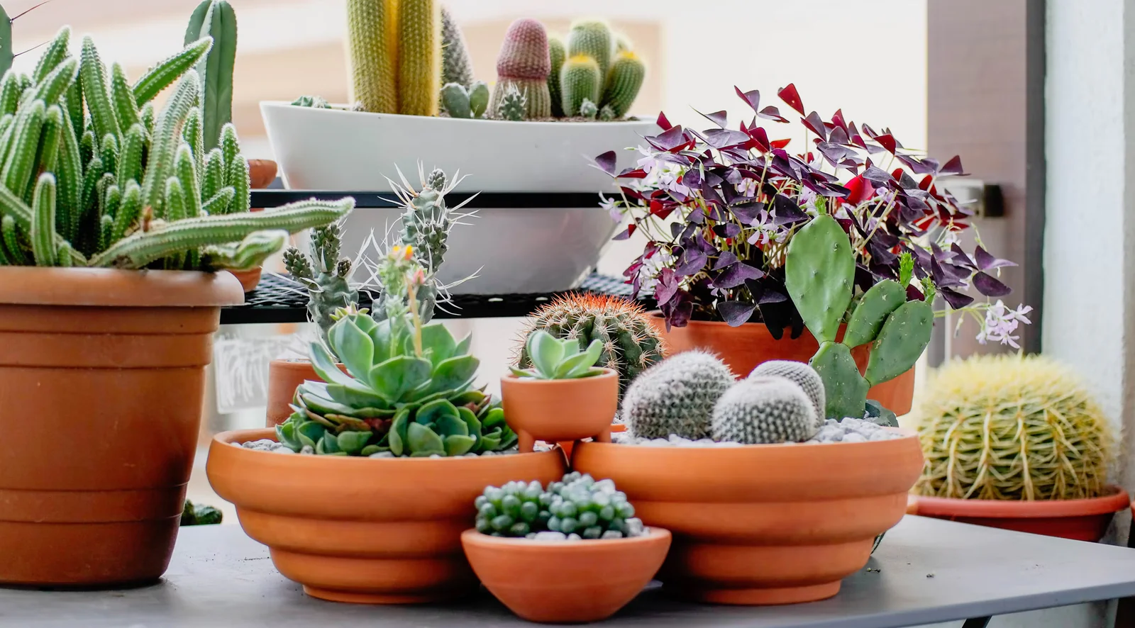 Top 10 Easy-to-Care-for Houseplants for Beginners