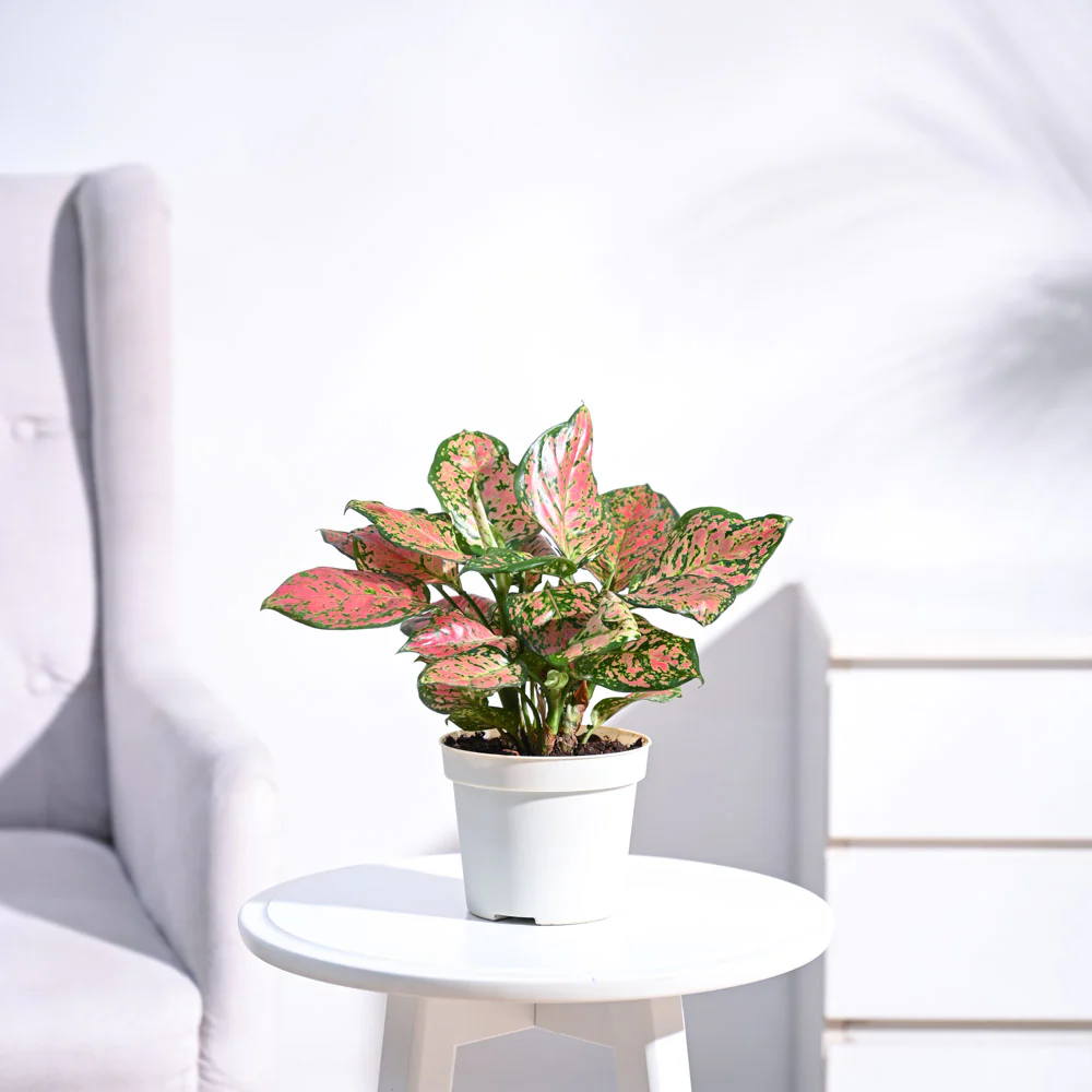 Aglaonema Pink Beauty Plant 1