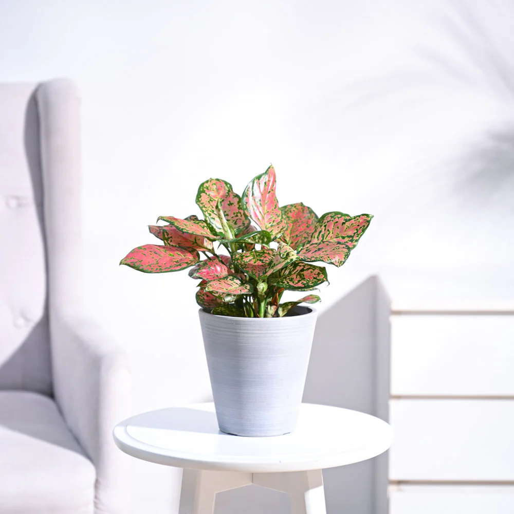 Aglaonema Pink Beauty Plant 3