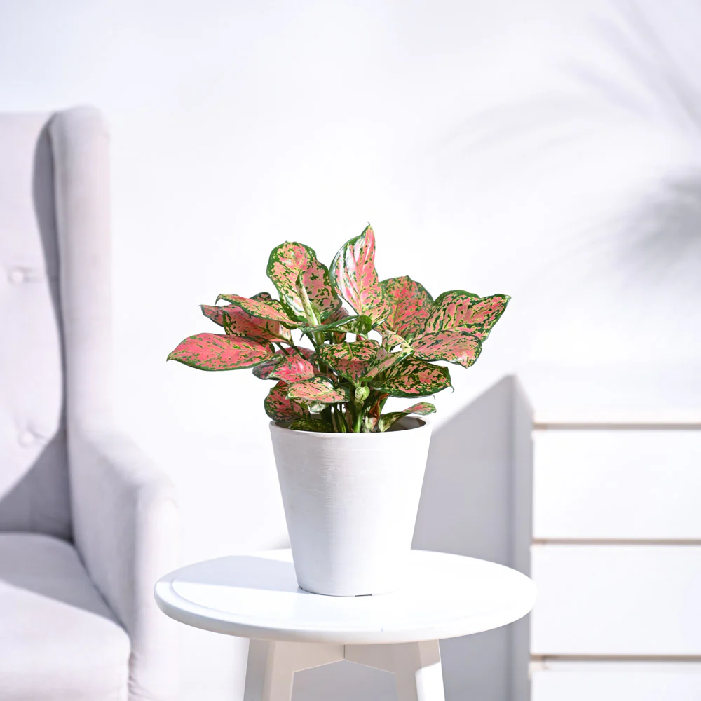 Aglaonema Pink Beauty Plant 4