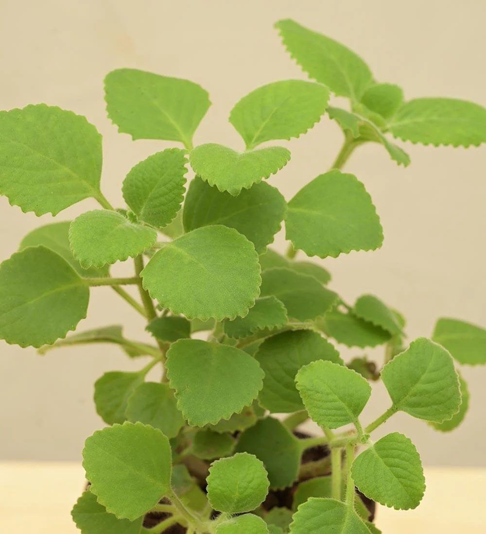 Ajwain Plant 2