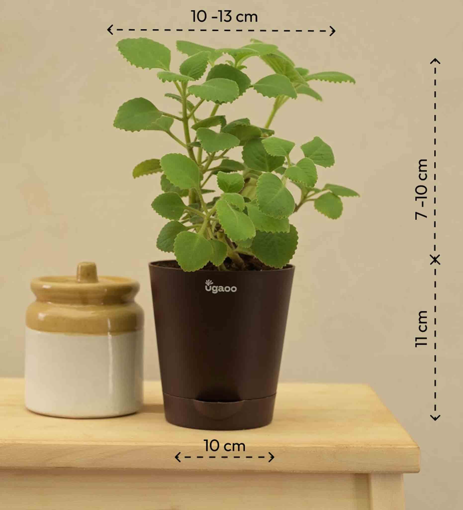 Ajwain Plant 3