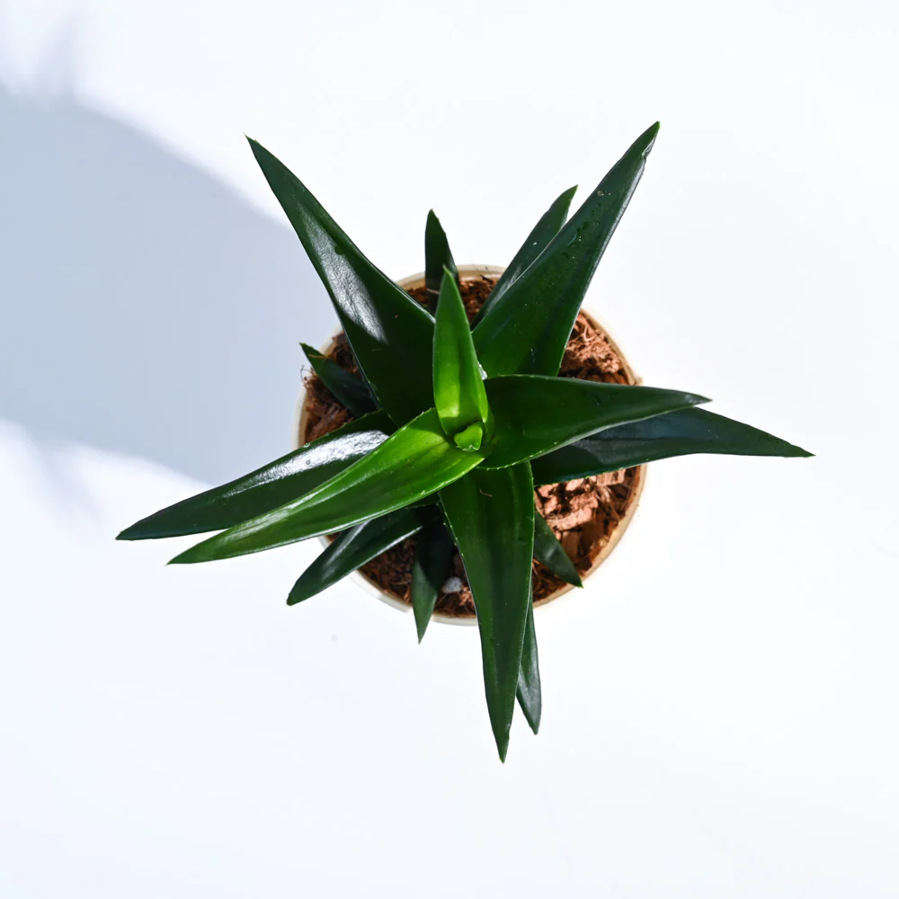 Aloe Vera Mini Plant 2