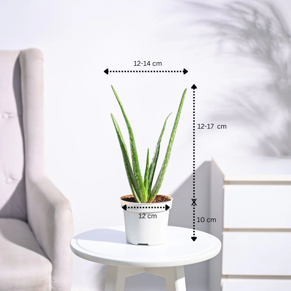 Aloe Vera Plant - Medium 3