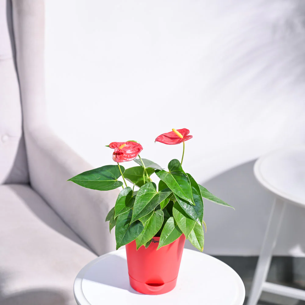 Anthurium 1