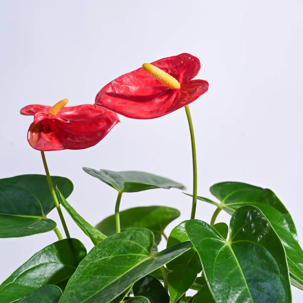 Anthurium 2