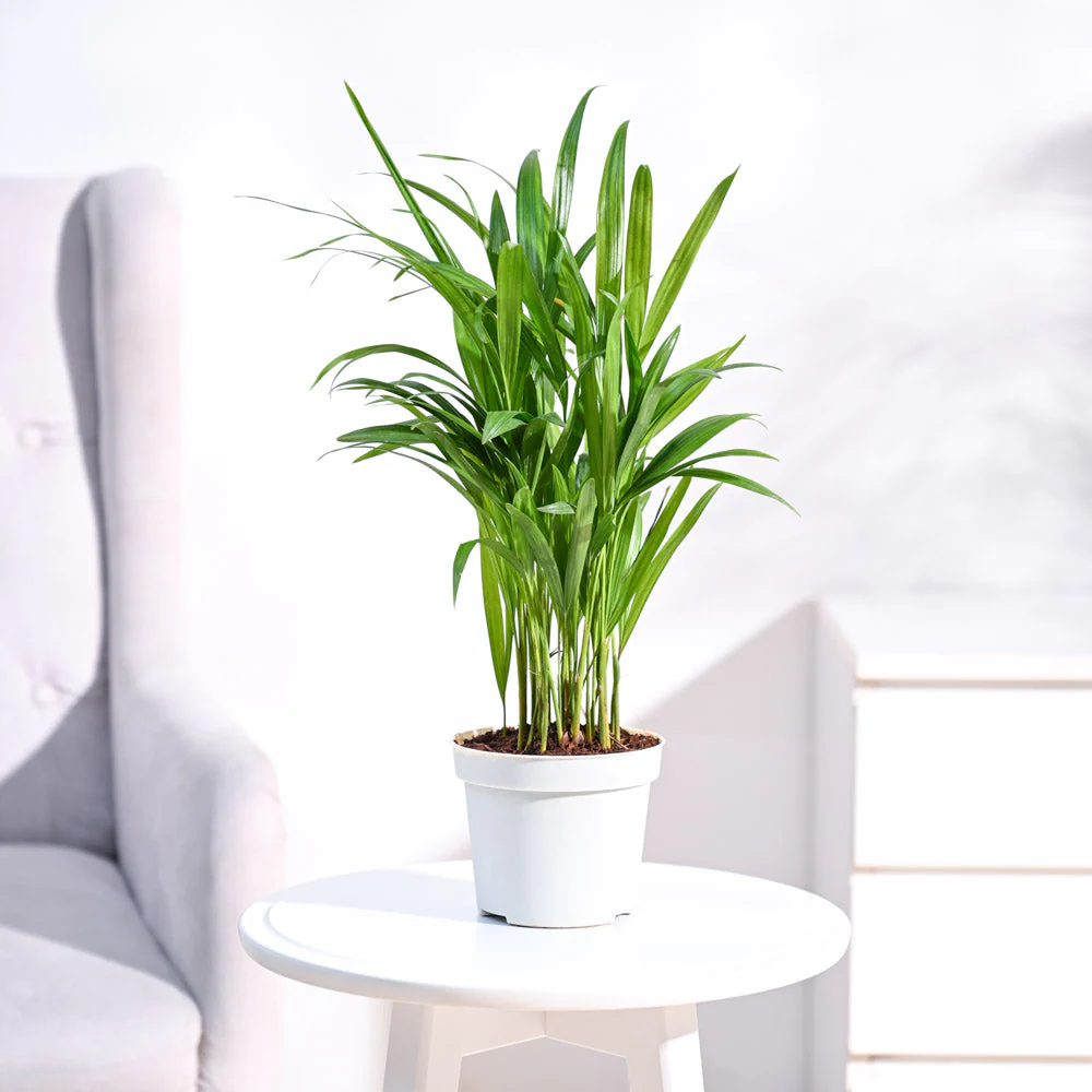 Areca Palm Plant 1