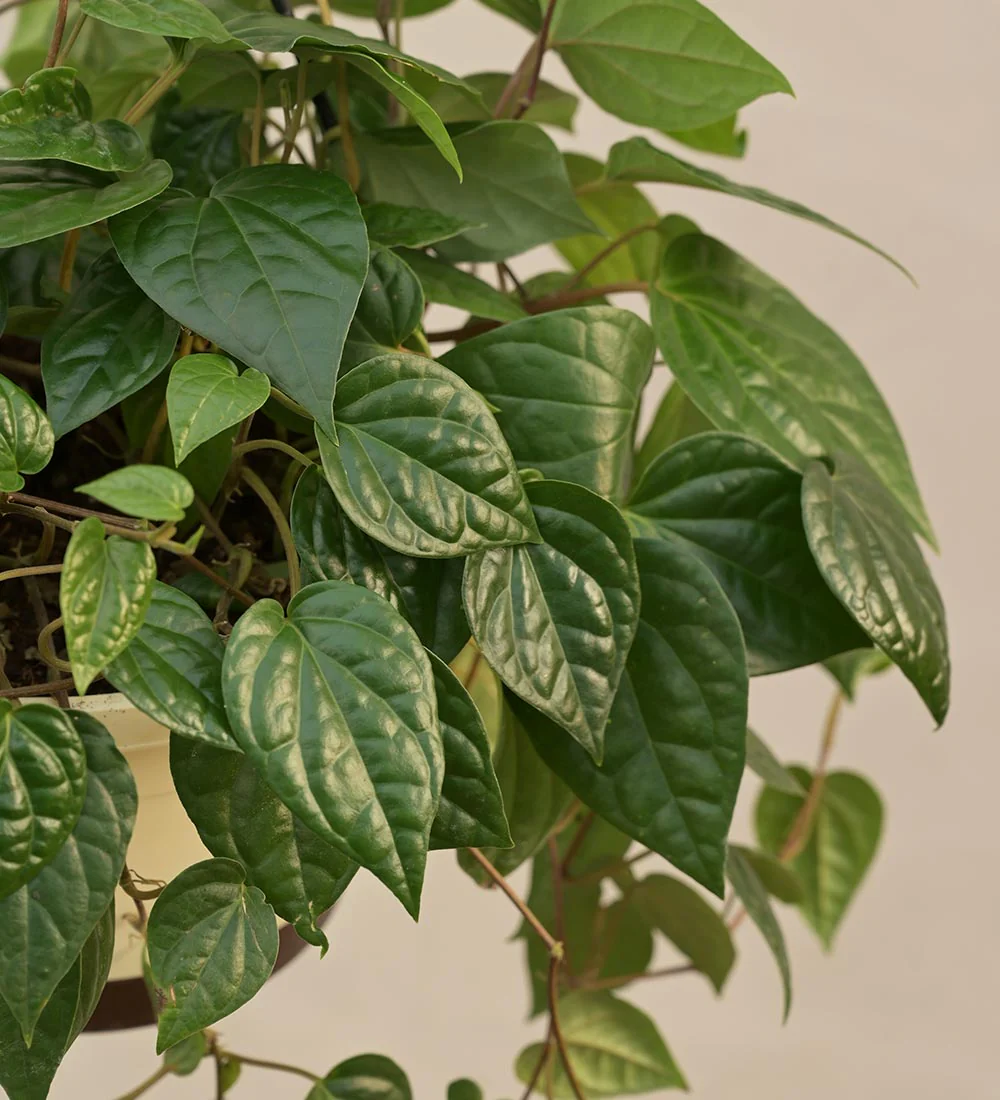 Betel Leaf (Magai Paan) With Hanging Pot 2