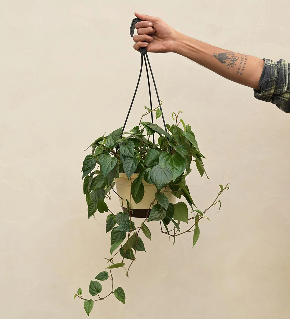 Betel Leaf (Magai Paan) With Hanging Pot 3