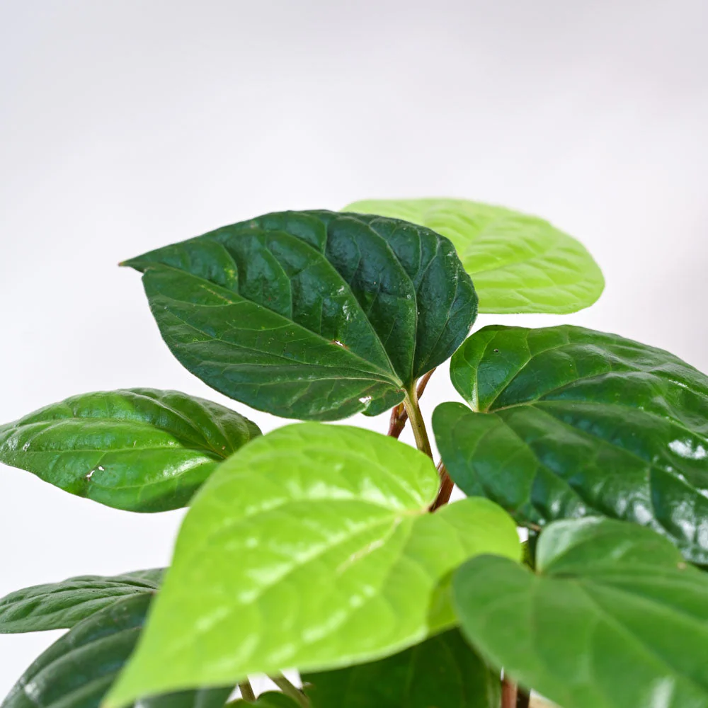 Betel Leaf Plant (Magai Paan) 2