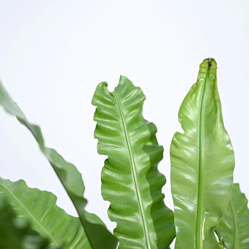 Bird's Nest Fern XL1