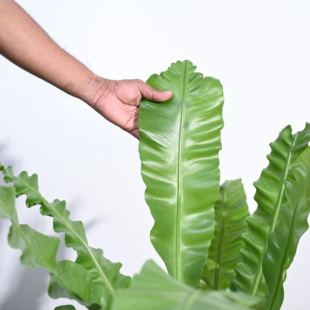 Bird's Nest Fern XL2