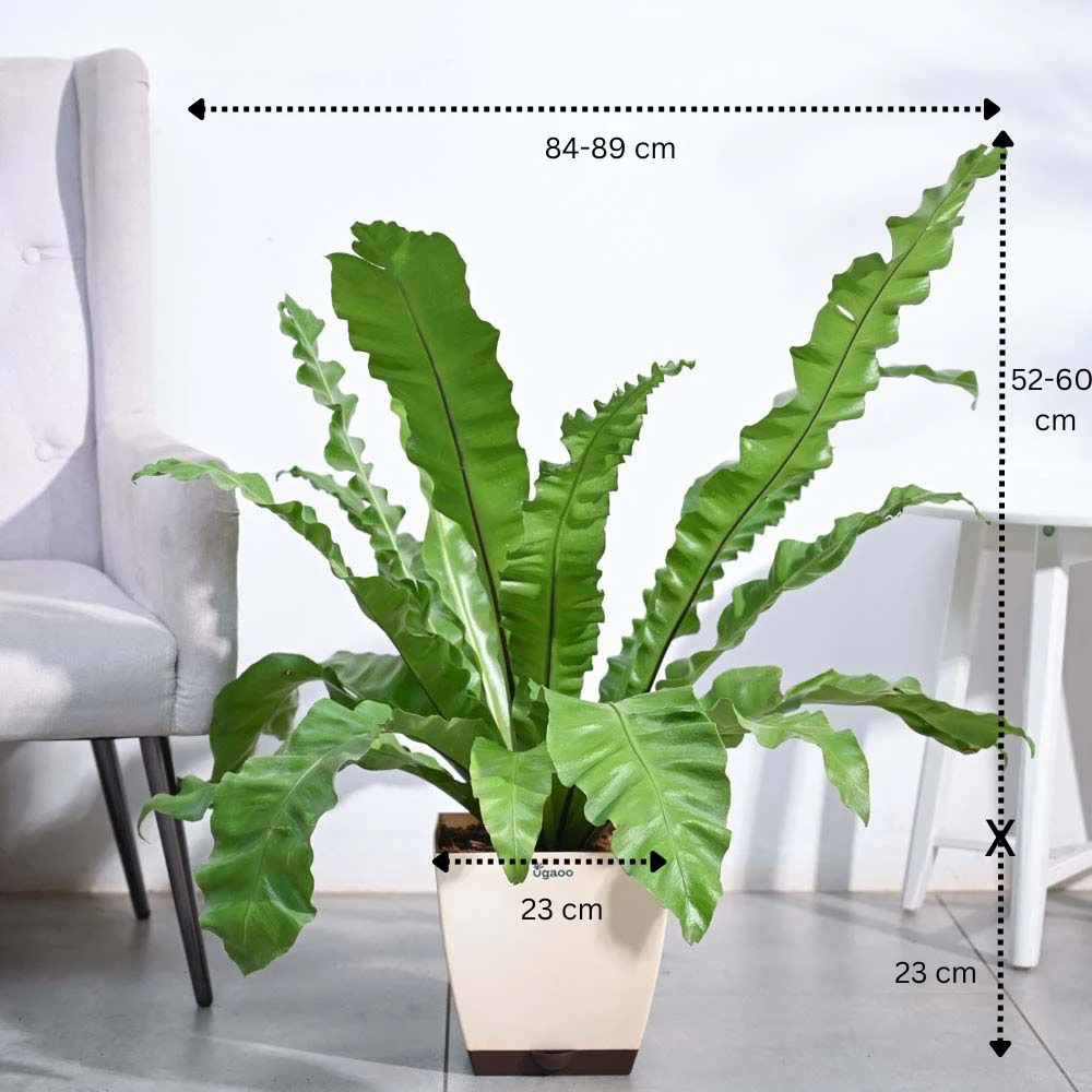 Bird's Nest Fern XL4