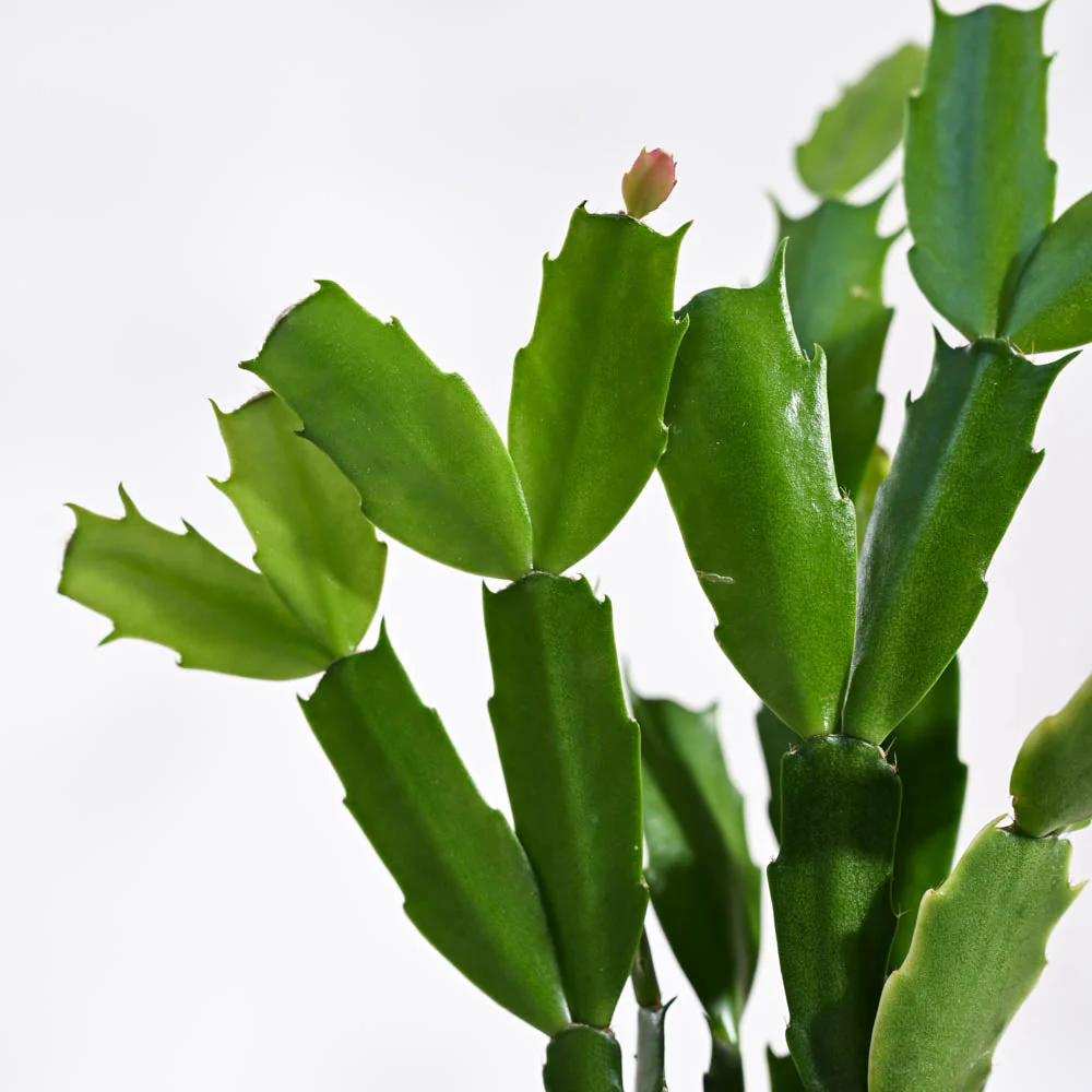 Christmas Cactus3