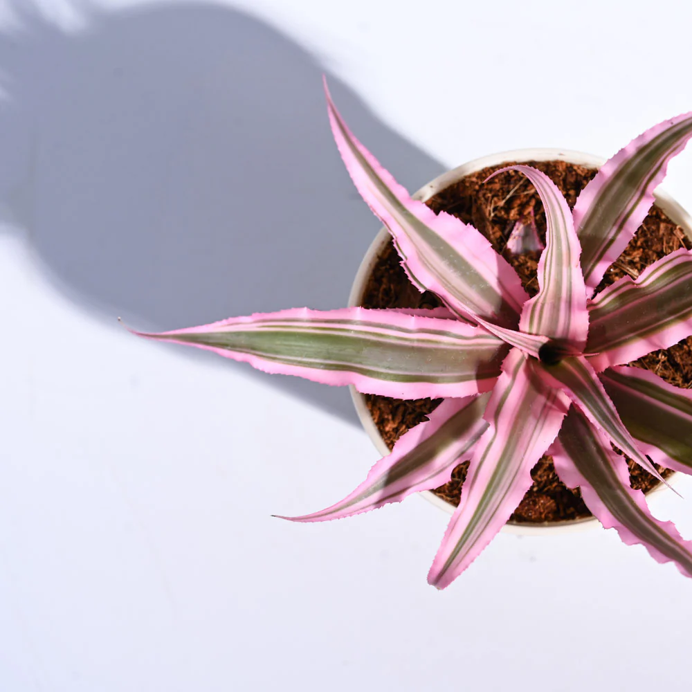 Earth Star Plant - Pink 4