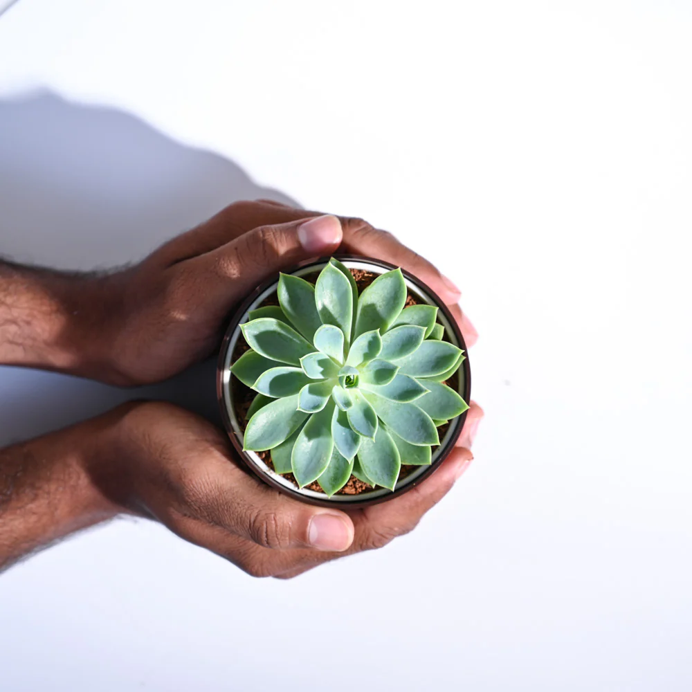 Echeveria Pegasus 4