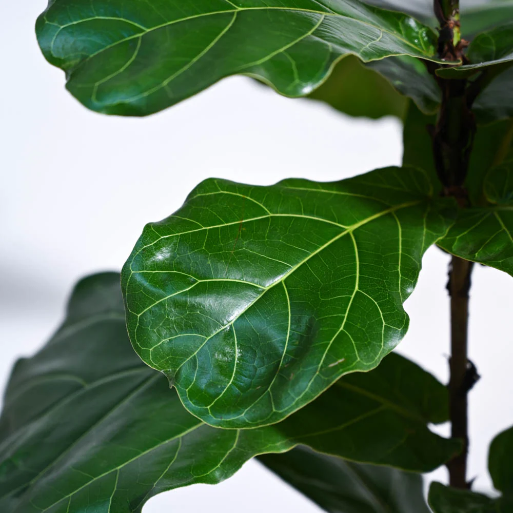 Fiddle Leaf Fig Plant2