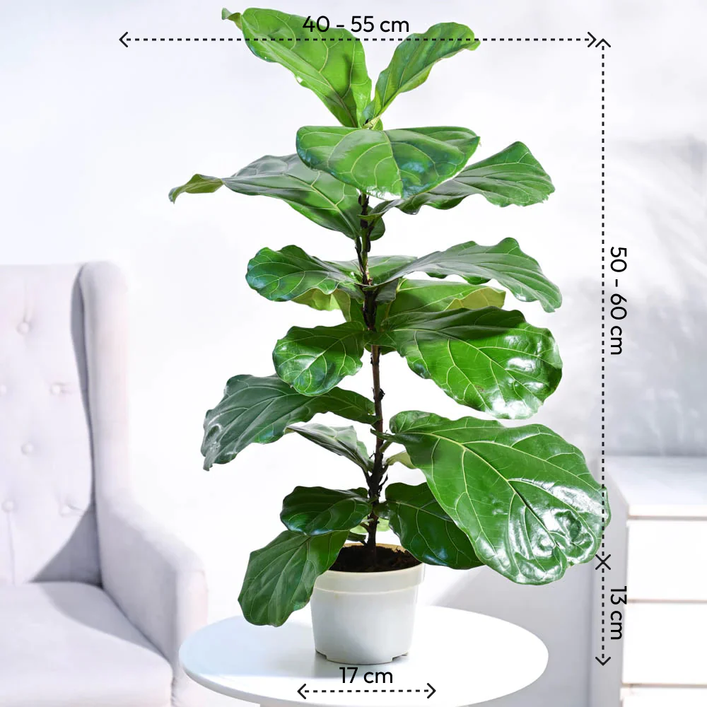 Fiddle Leaf Fig Plant3