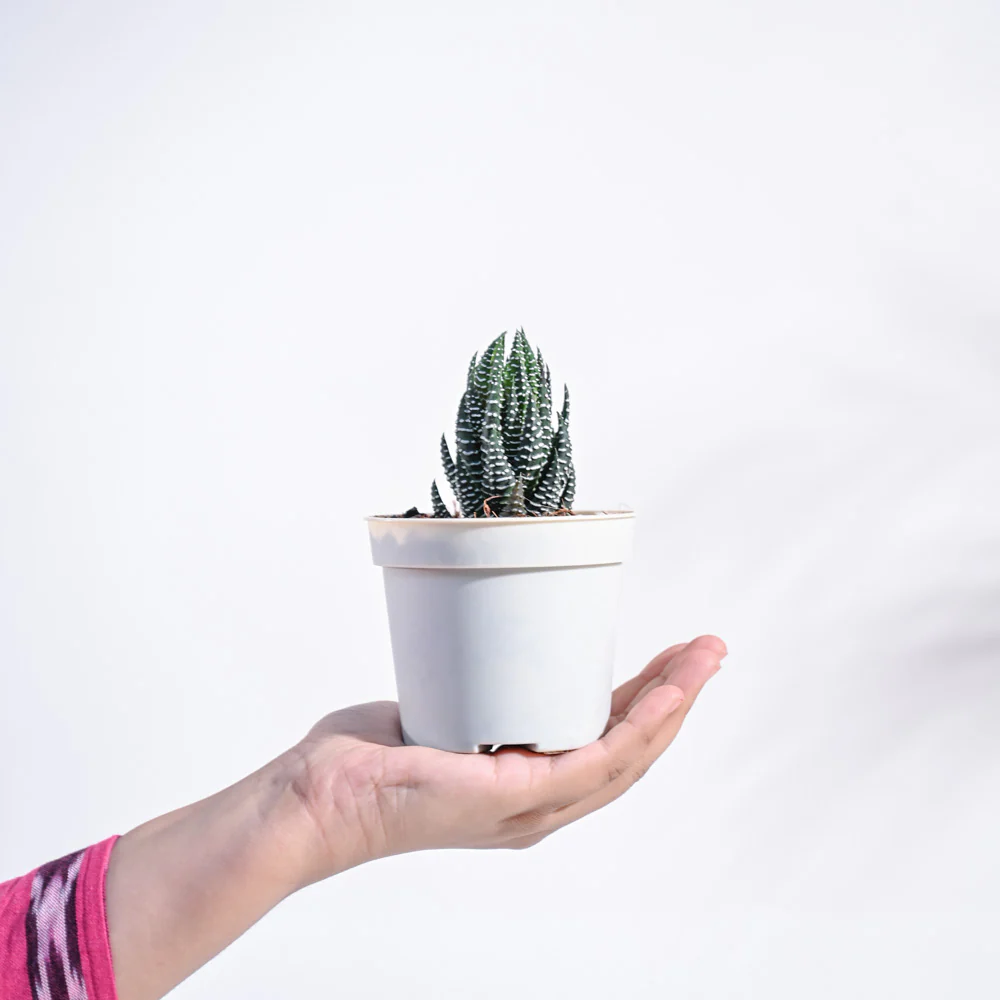 Haworthia Coarctata Plant 3