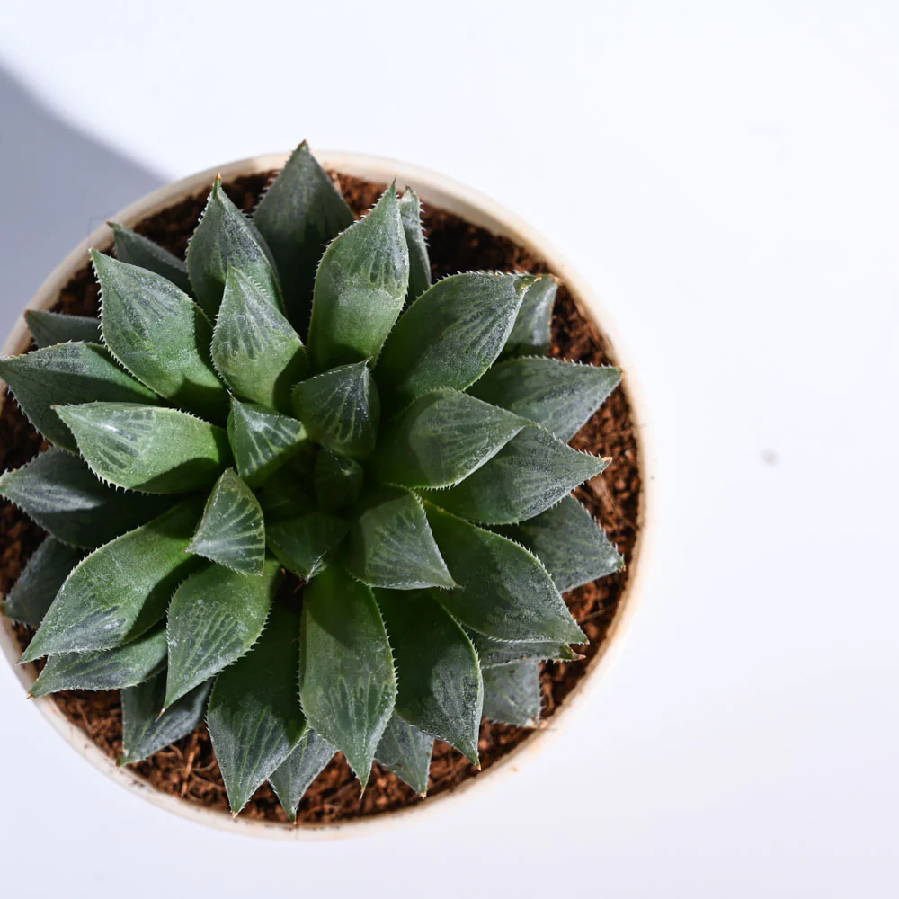 Haworthia Maculata Plant 4