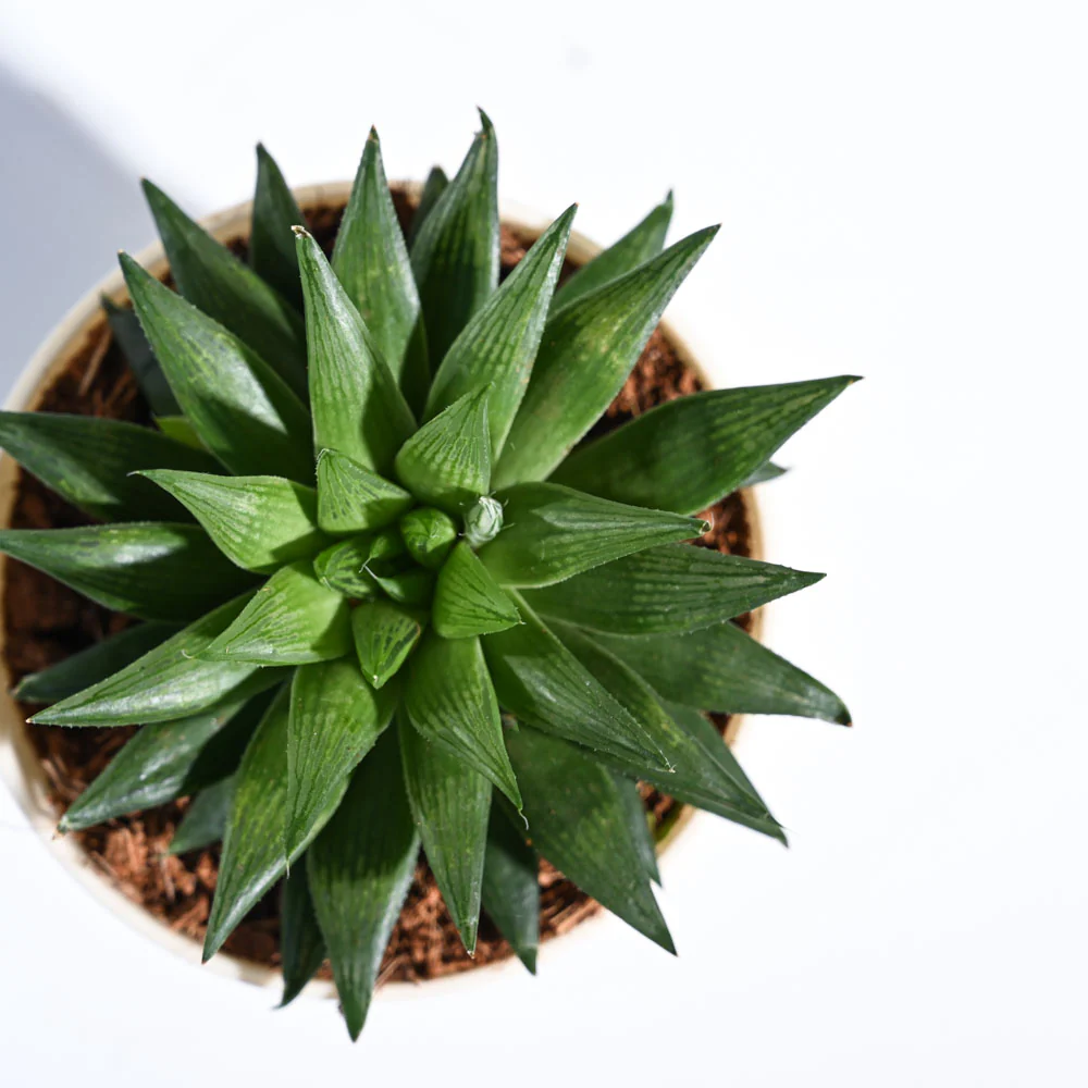 Haworthia Turgida 3