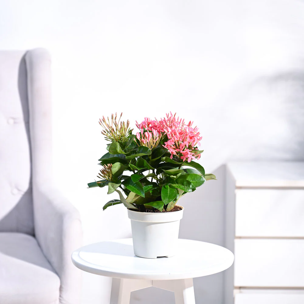 Ixora (Rugmini) Plant - Pink 1