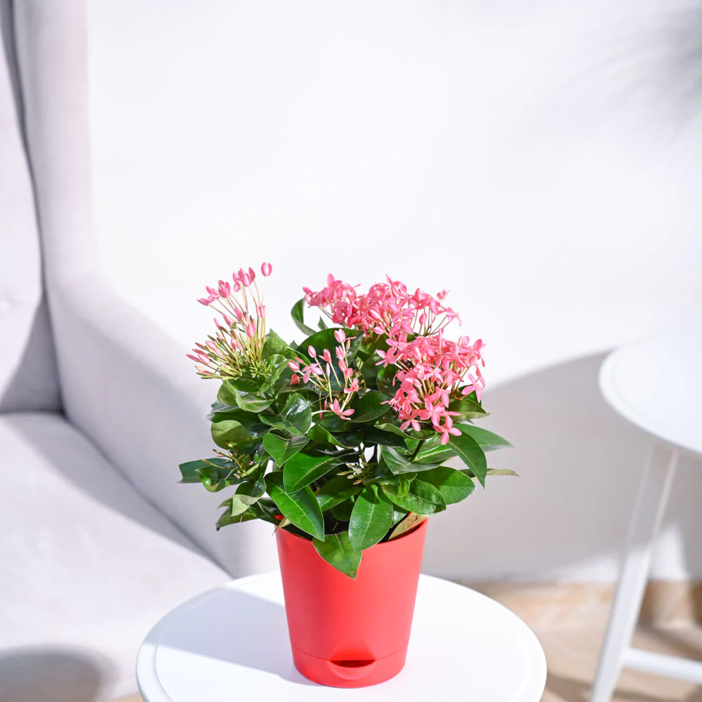 Ixora (Rugmini) Plant - Pink 2