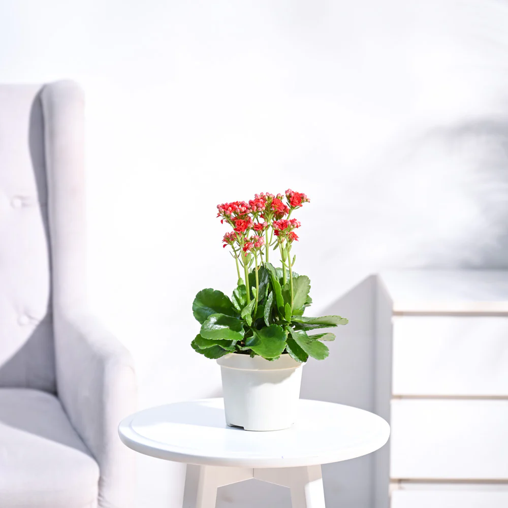 Kalanchoe Plant - Red 1