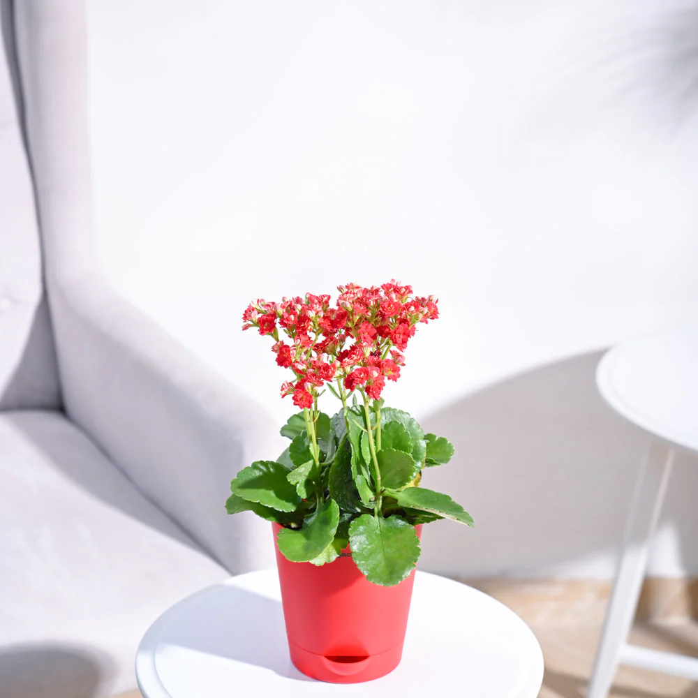 Kalanchoe Plant - Red 2