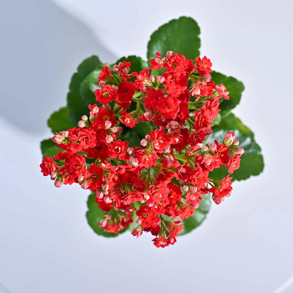 Kalanchoe Plant - Red 3