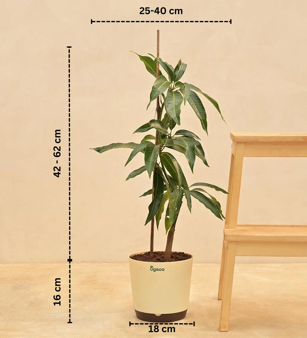 Kesar Mango Plant 3