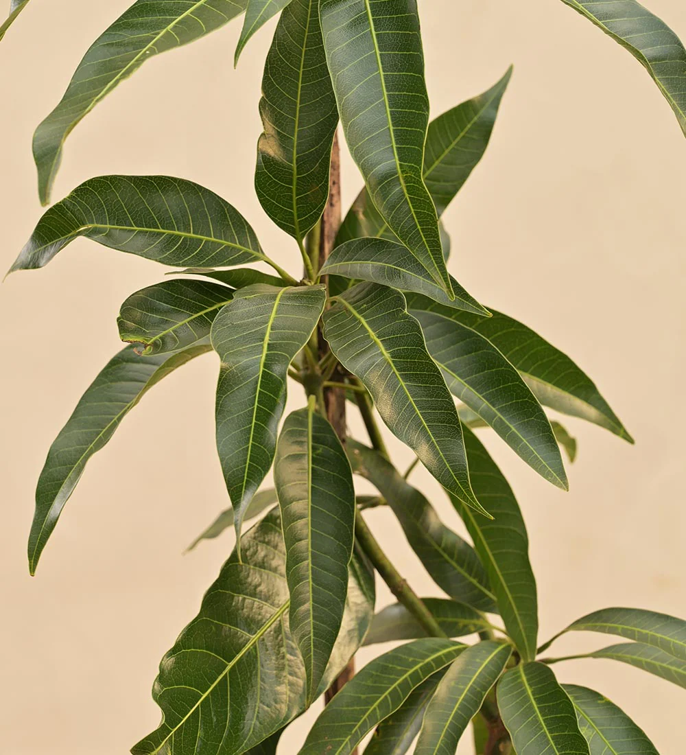 Kesar Mango Plant 4