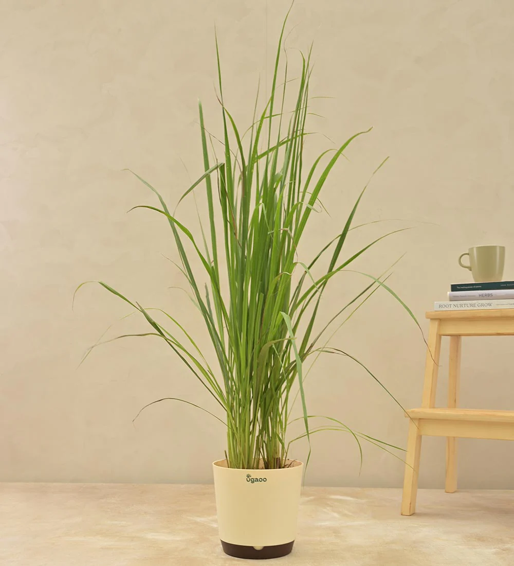 Lemon Grass 1