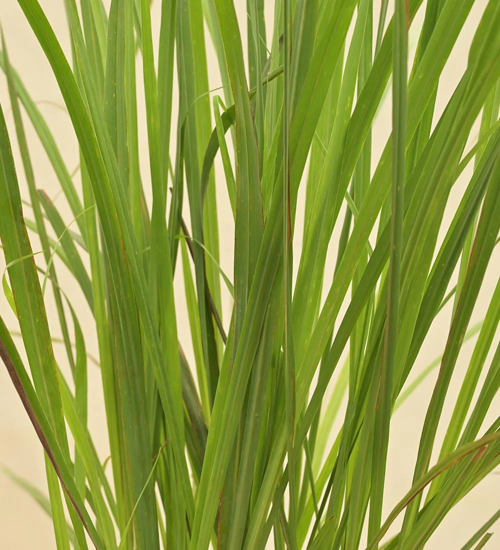 Lemon Grass 3