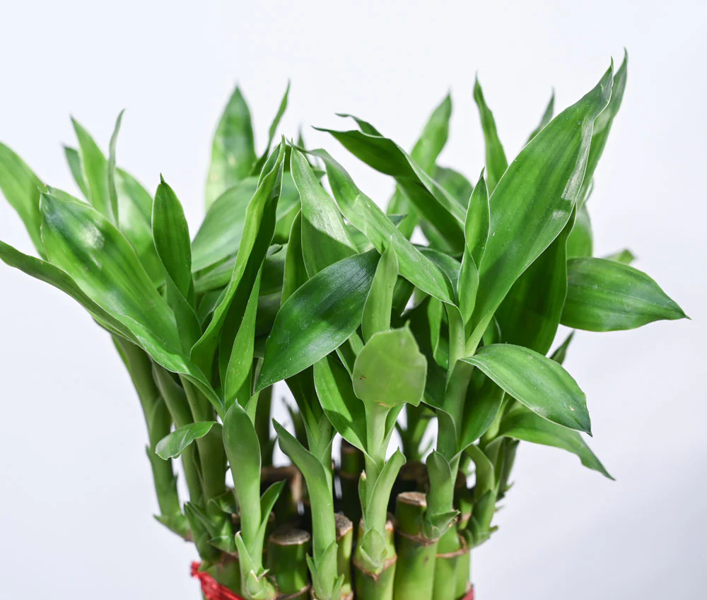 Lucky Bamboo3