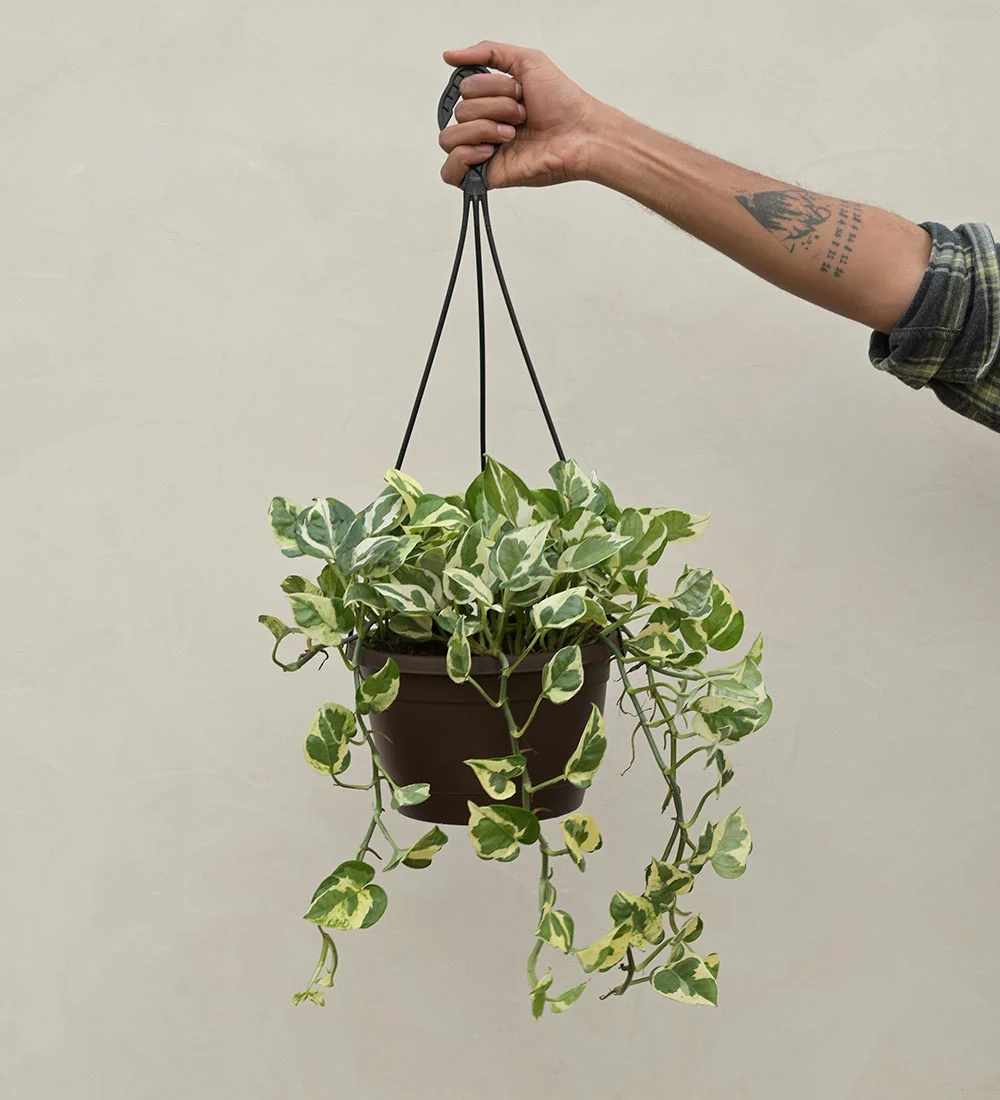 Money Plant N Joy With Hanging Pot 3