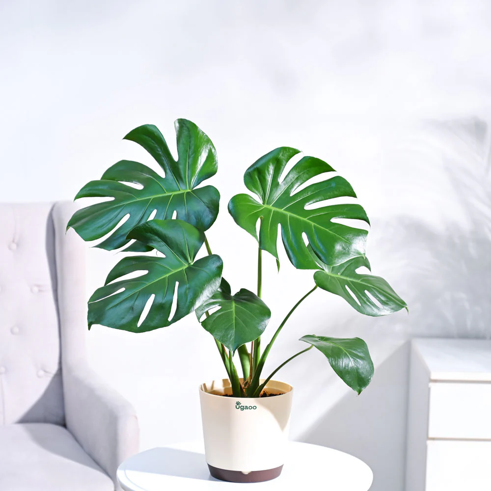 Monstera Deliciosa Plant 2