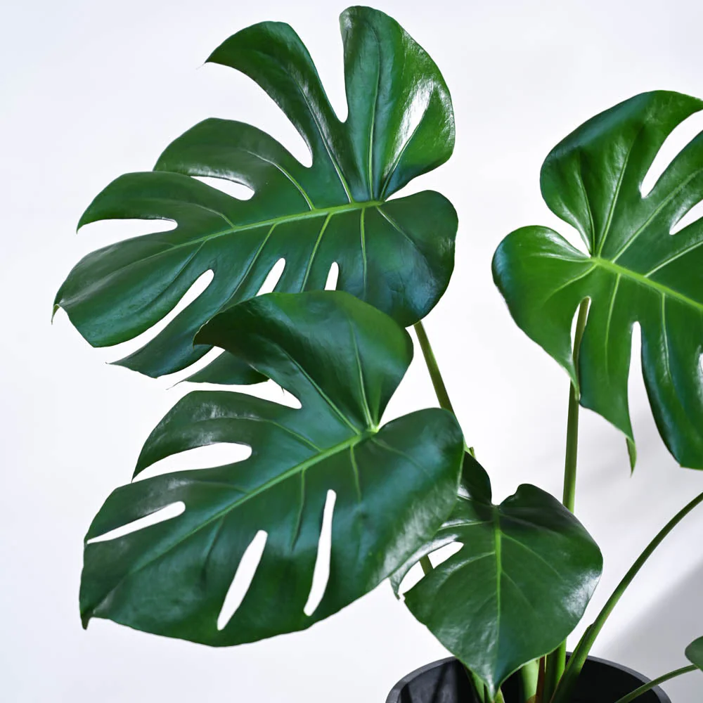 Monstera Deliciosa Plant 3