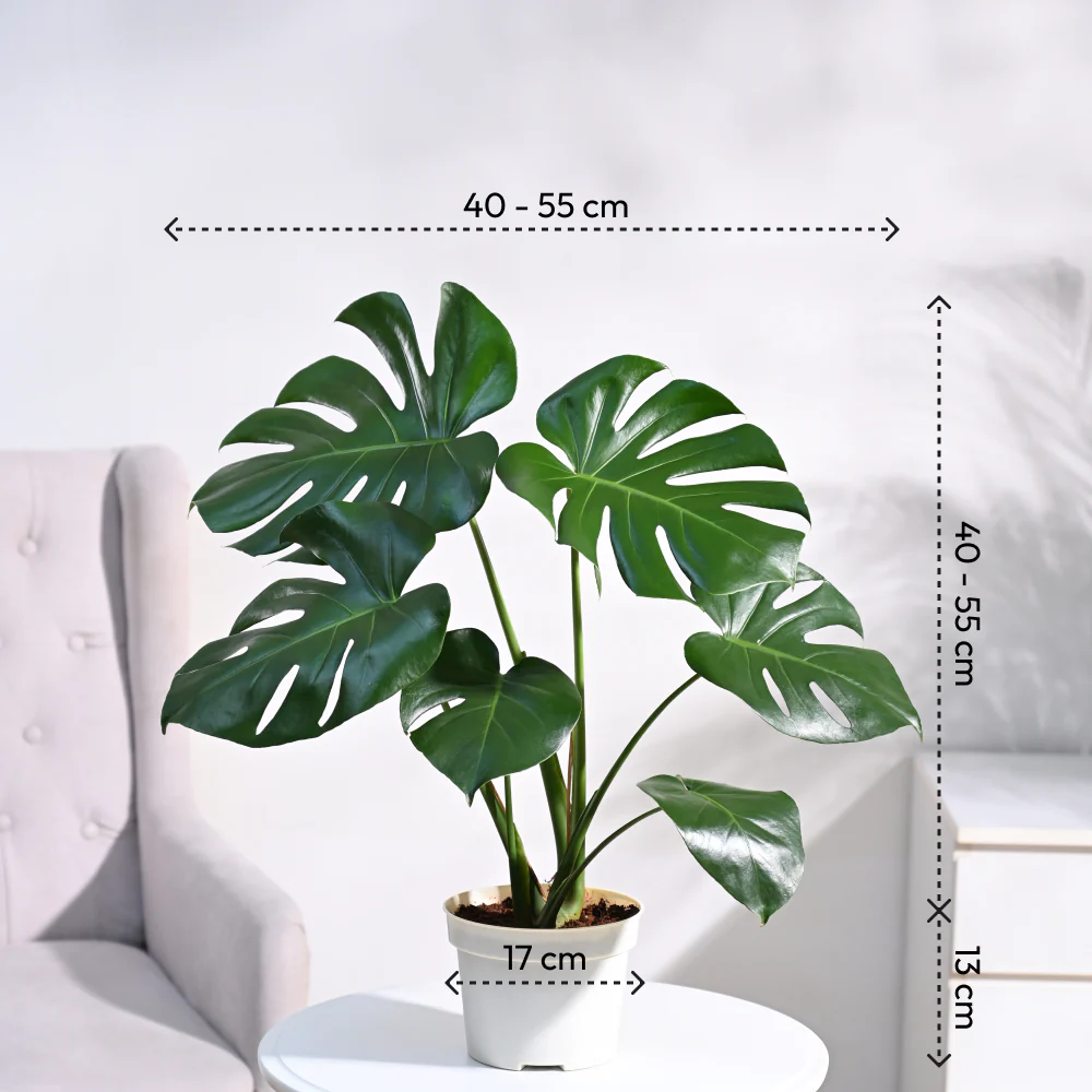 Monstera Deliciosa Plant 4