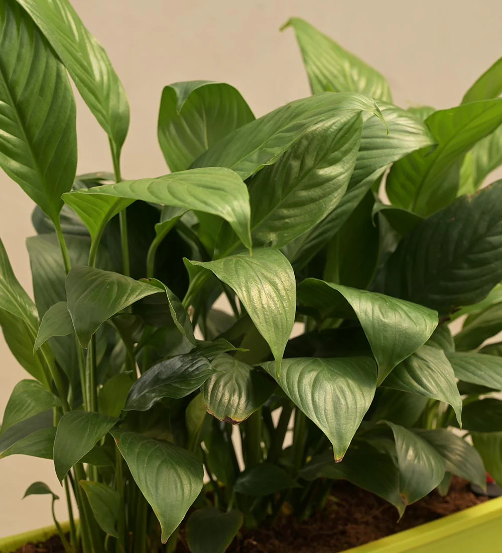 Peace Lily Plant - Set of 2 2