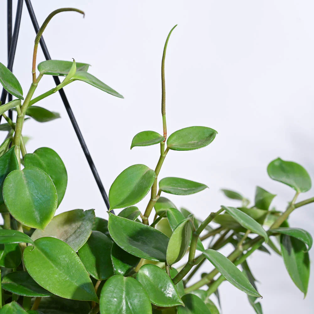 Peperomia Green Creeper with Hanging Planter 2