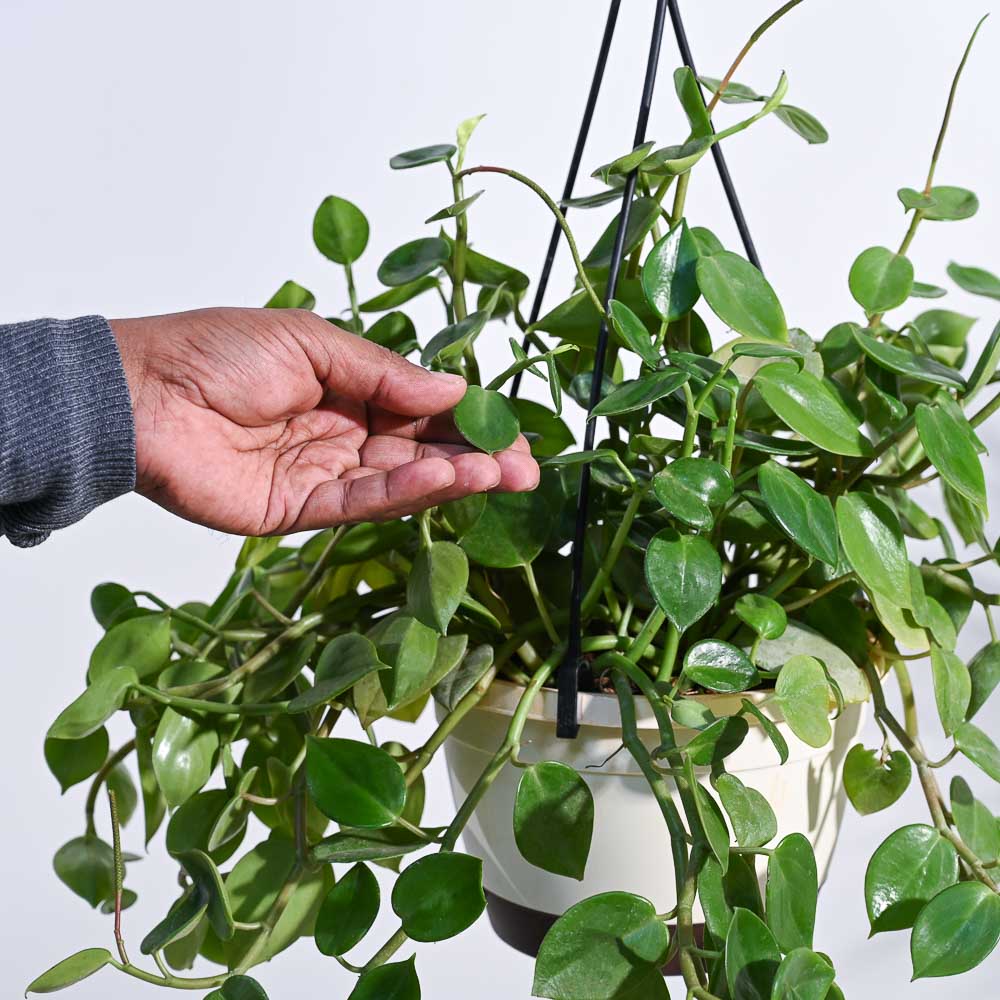 Peperomia Green Creeper with Hanging Planter 3