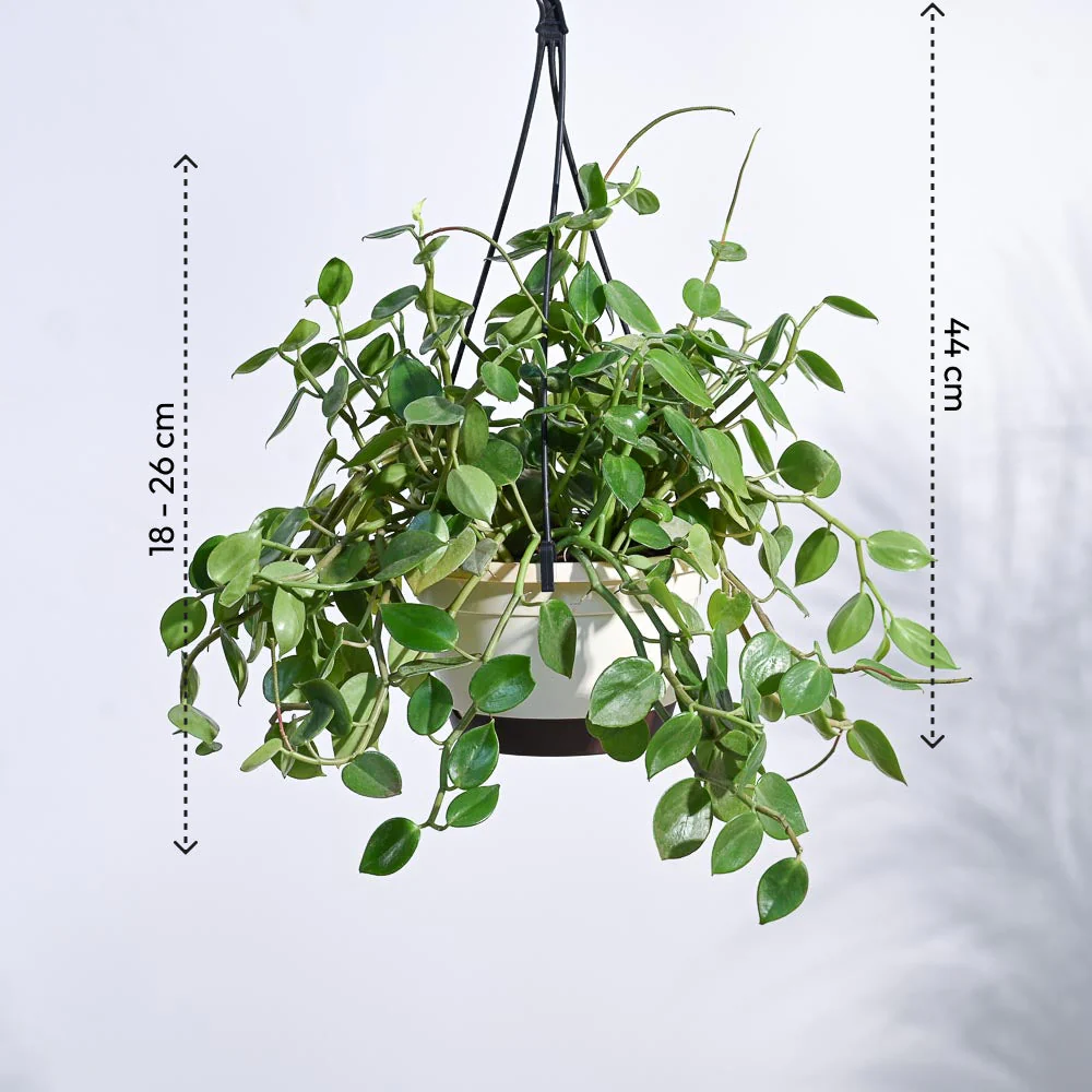 Peperomia Green Creeper with Hanging Planter 4