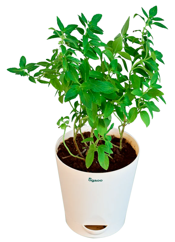 Peppermint Plant 1