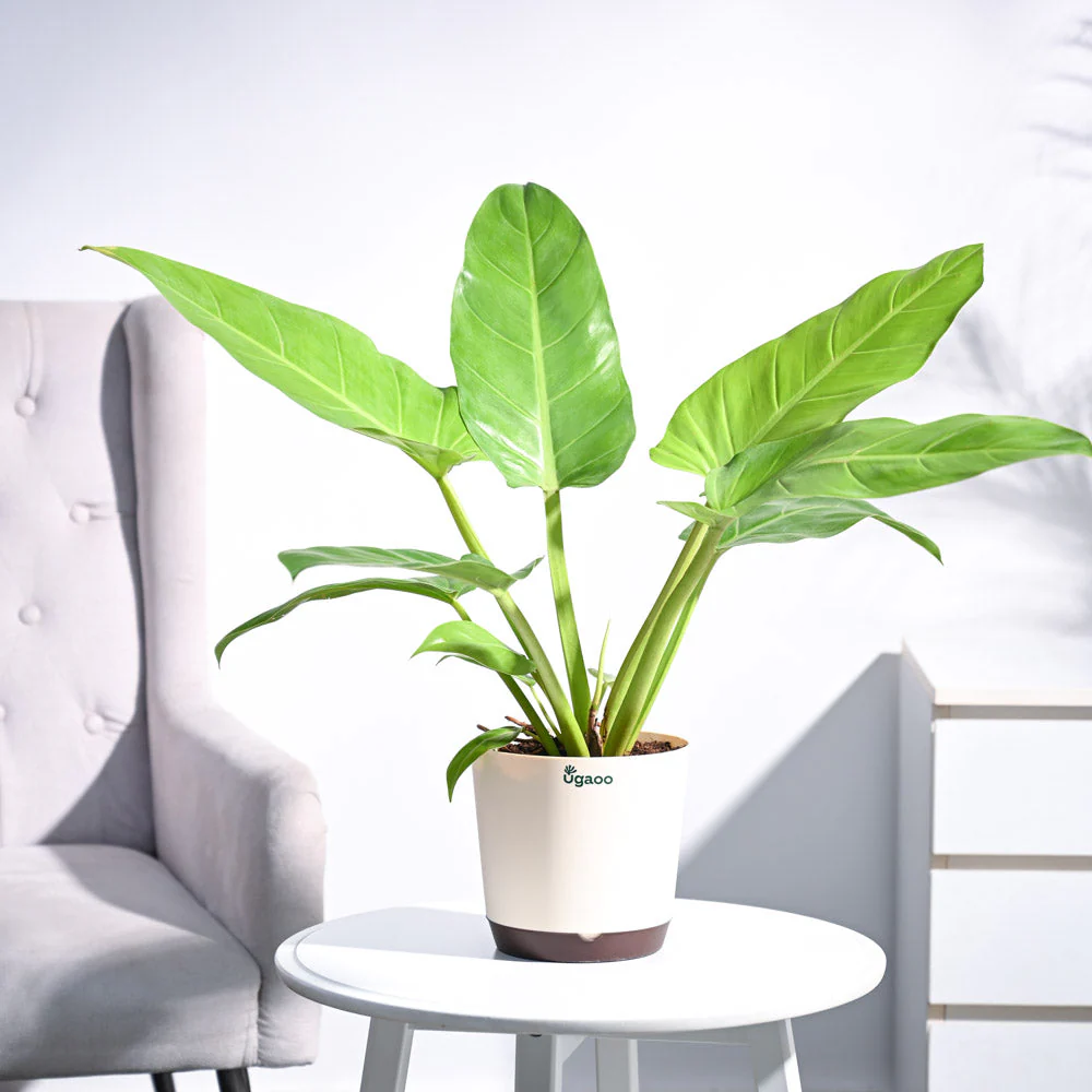 Philodendron Melinonii Golden - Large 3