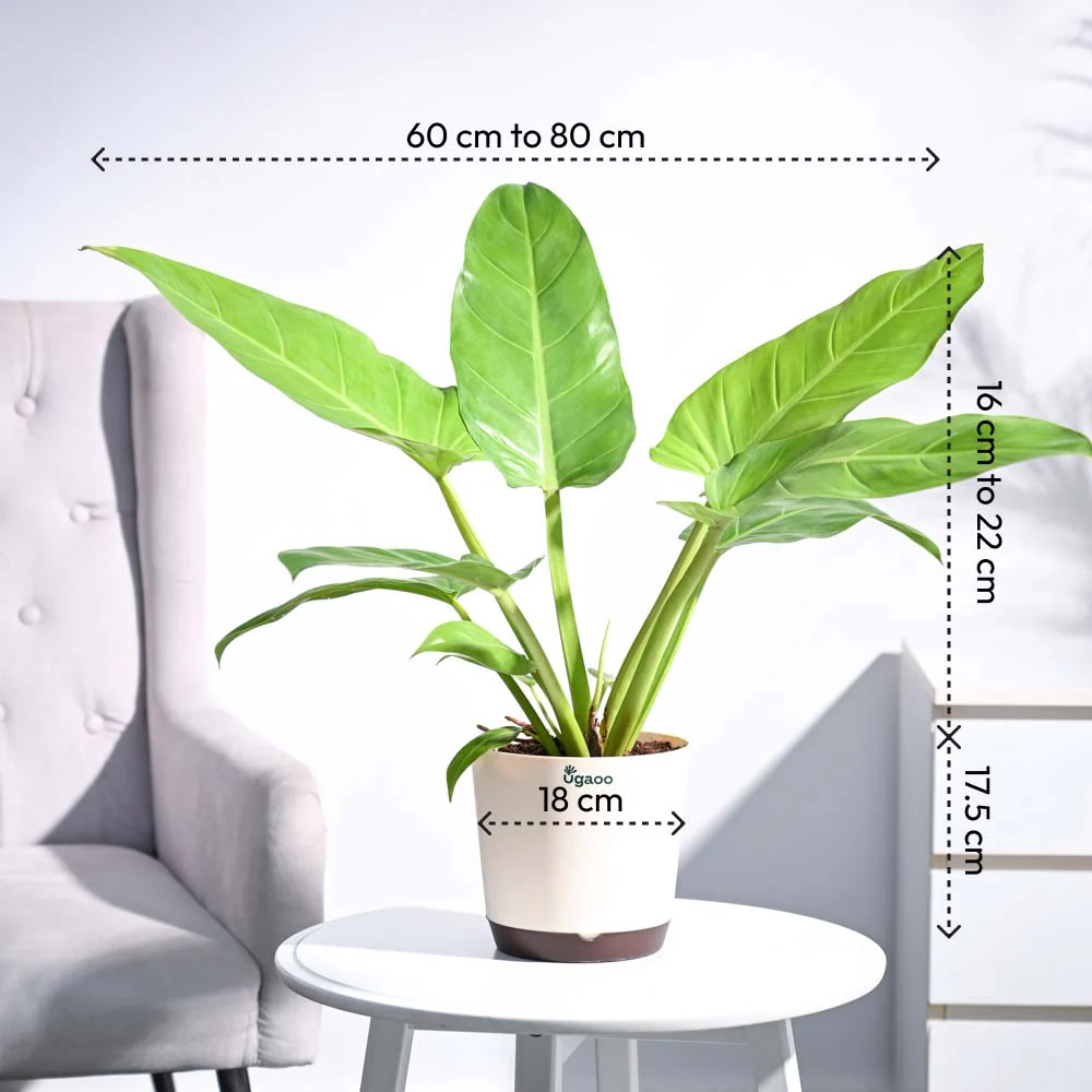 Philodendron Melinonii Golden - Large 4