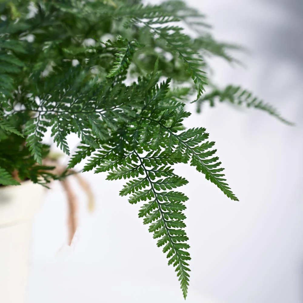 Rabbit's Foot Fern Plant 2