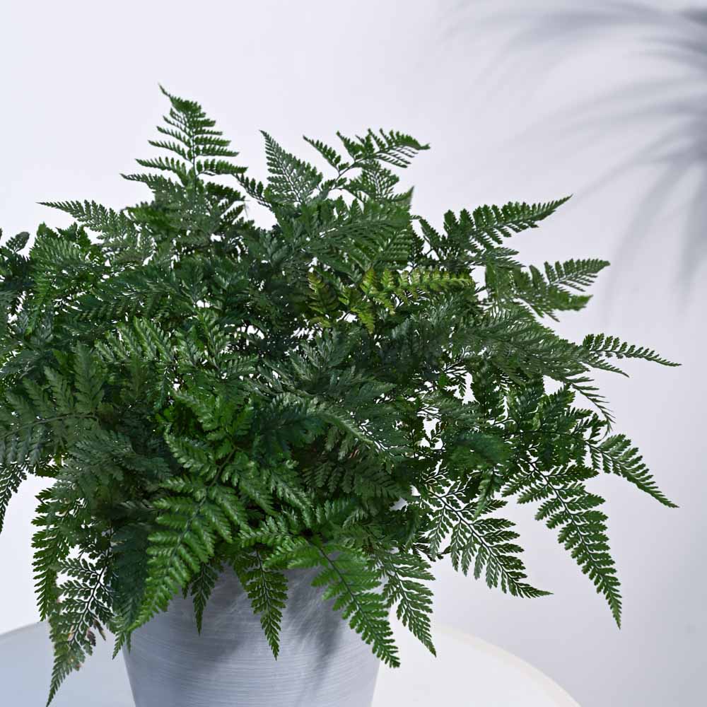 Rabbit's Foot Fern Plant 4